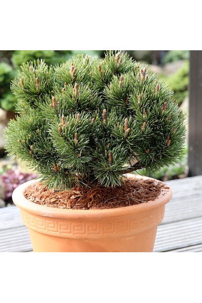 Карликова сосна з акуратною формою та густою кроною. 